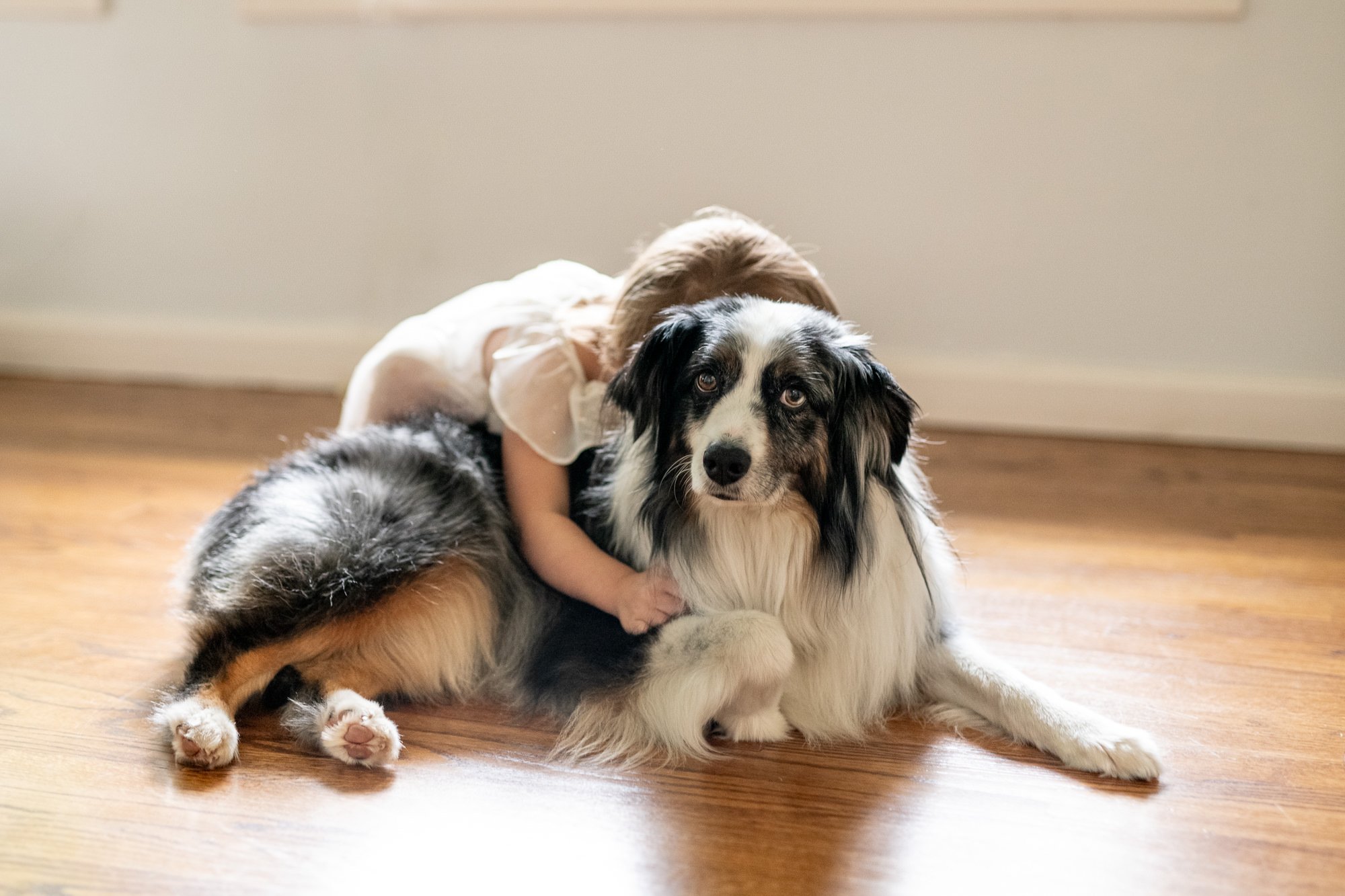  Toddler girl hugs her Australian shepherd pet from behind in a cute and candid pose during an in-home newborn family portrait session. #candidposeinspo #newbornphotography #shorthillsphotographer #familyphotographersinnewjersey #inhomeportraits #new