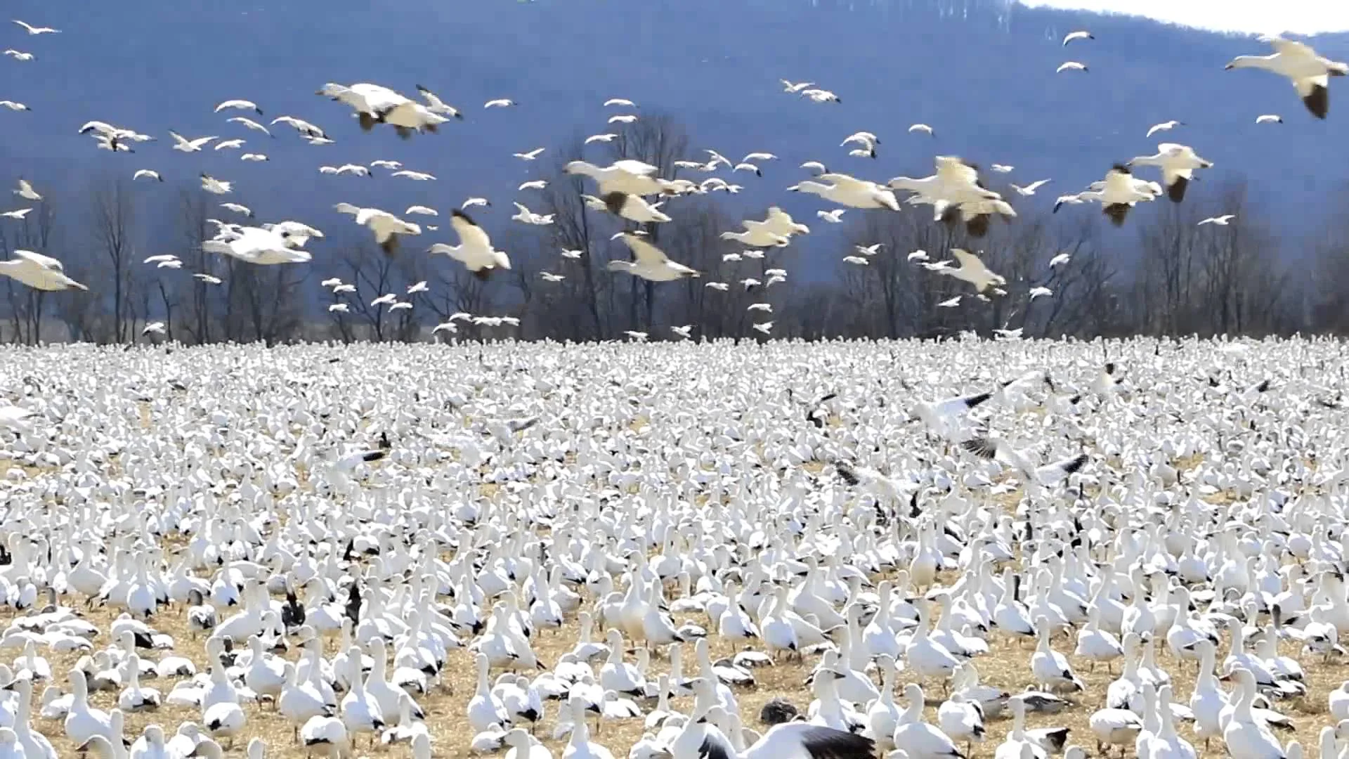 Snow Geese Migration at Middle Creek