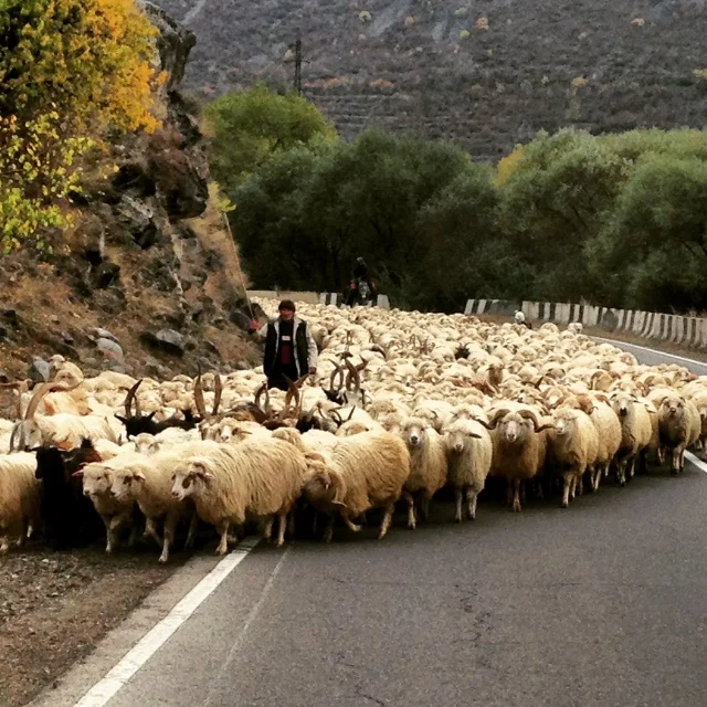 Cycling down the main road we ran into this traffic jam. Sheep running away from winter