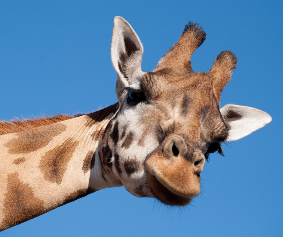 East Bay Weekly Events 