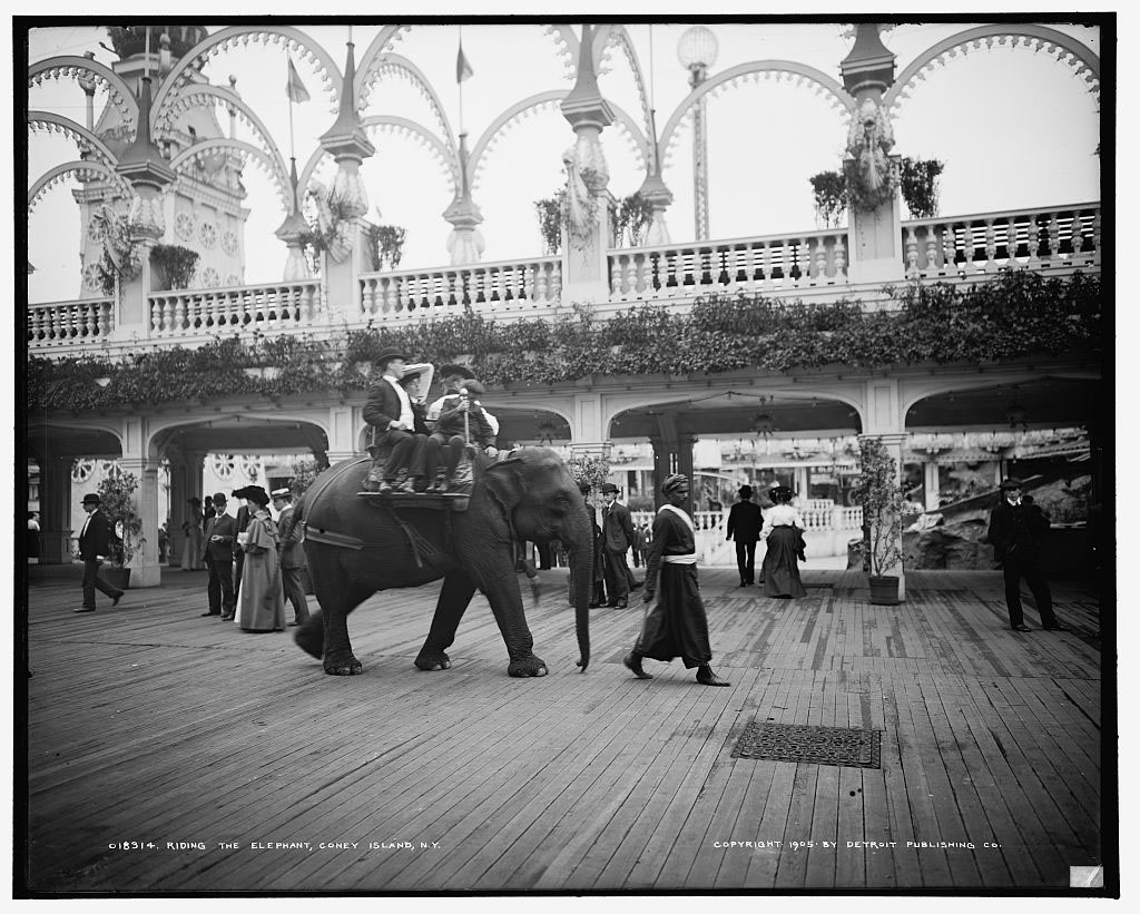 elephants-coney-island.jpg