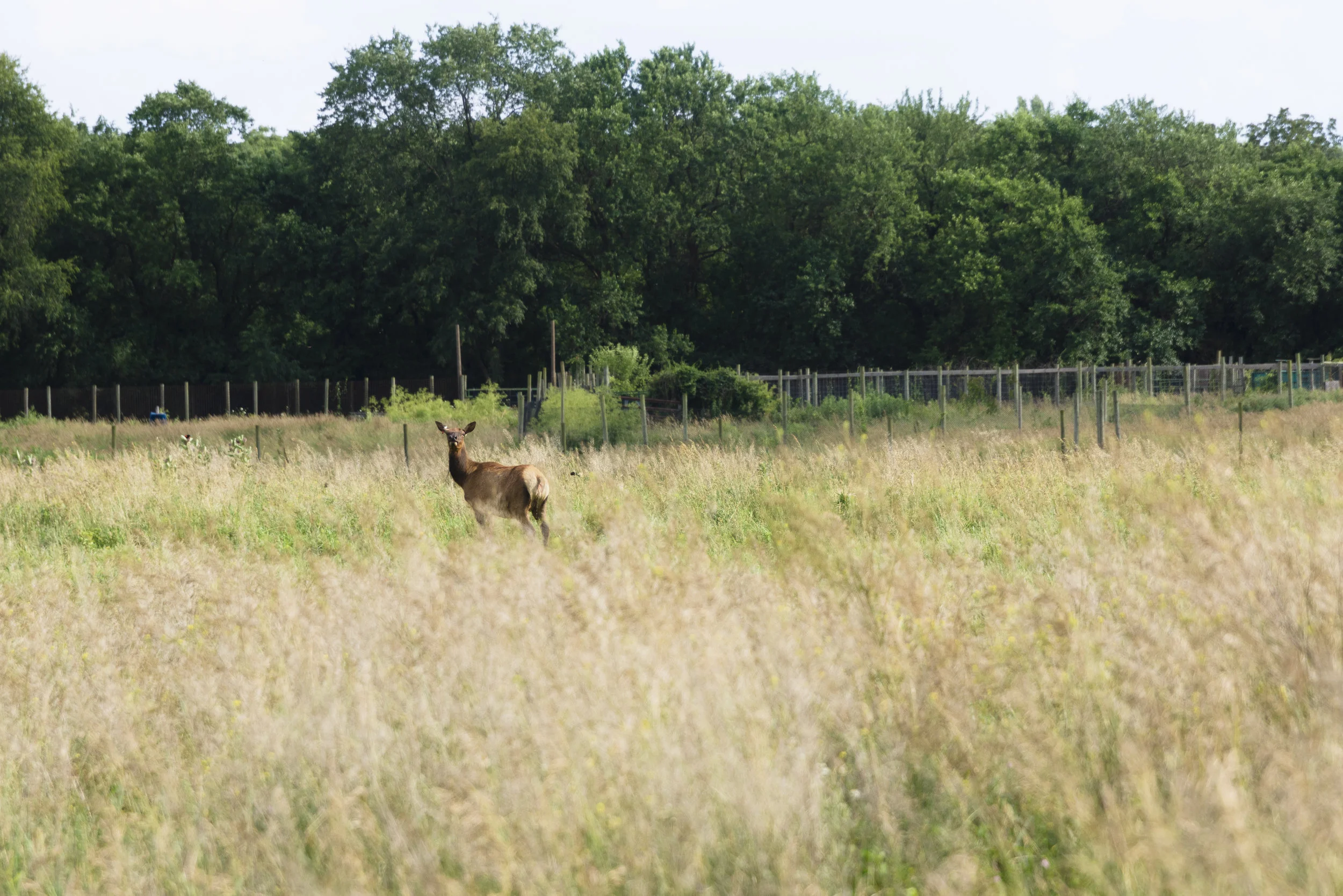  @ Wildlife Prairie Park for the Peoria Area Convention and Visitors Bureau 