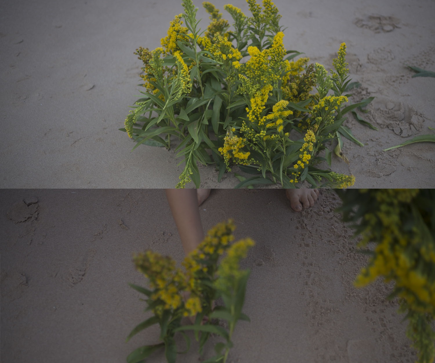 planter+les+fleurs+III.jpg