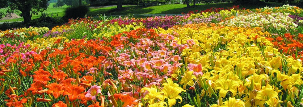 Oakes Daylily Farm Corryton, TN 37721 NON Member