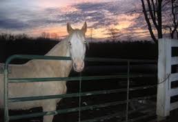 Hillview Stables London KY