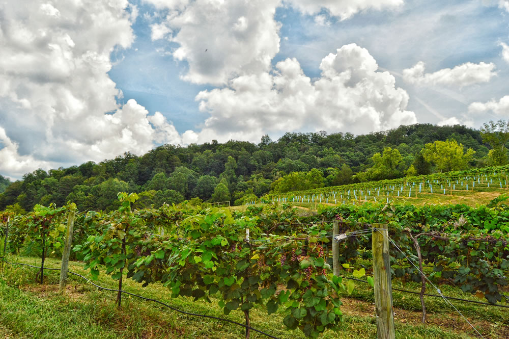 The Winery at Seven Springs Farm 1474 Highway 61 East, Maynardville, TN37807 865-745-2902 The Winery at Seven Springs Farm is located just outside of Maynardville, TN on Seven Springs Farm, a 370-acre working family farm, purchased by Rick and Donna Riddle in 1994. In 2015, The Winery at Seven Springs Farm is the first winery to be established in Maynardville, Tennessee, an area rich in American history. Learn more about the exciting history behind our winery. MEMBER of the Cumberland Gap Region Tourism http://www.winerysevenspringsfarm.com/
