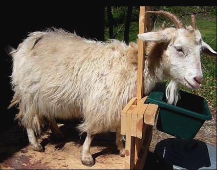 Cashmere Goats for Beginners Seminar -- An Intro to raising goats. For more information visit www.mtnhollow.com or call 423-869-8927