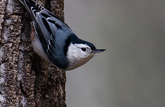 Master falconer Mitch Whitaker and Cumberland Gap NHP’s Carol Borneman will be sharing the wonder and amazement of birding. Open to all ages, a small $5 fee for adults, kids 12 and under are free. Learn to identify all the awesome aviaries that visit your home each year! Beginning at 9 a.m, meeting atthe lodge, Ranger Carol will be leading a morning birding trip to showcase the migrating birds as they come through our area. Then at Noon, Mitch will provide his awesome live display of owls, vultures, and hawks. Get up close and personal with your favorite winged friend! 1050 St Park Road Pine Mountain State Resort Park Pineville, KY 40977