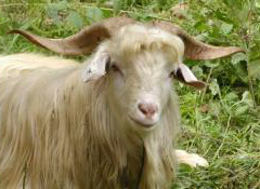 Mountain Hollow Farm, 553 Vancel Rd, Tazewell, Tennessee