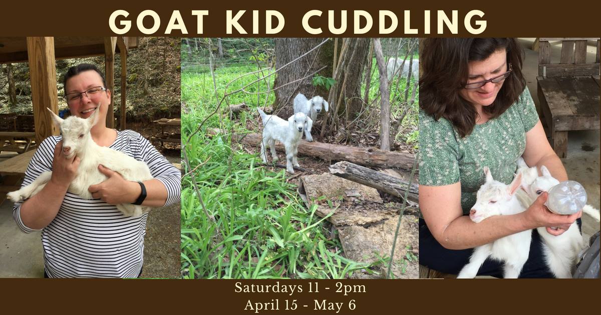 Mountain Hollow Farm 553 Vancel Rd, Tazewell, Tennessee 37879 April is baby goat time! If you want to cuddle a goat kid, come see us between 11 am and 2 pm on Saturdays. This event will run April 15th through May 6th. The first few weeks of life is the best time to get our goats accustomed to being handled by people, and we would love your help! Admission is free!