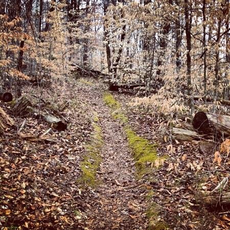 Join one of the Big Ridge Park Rangers for a refreshing 1.5-2 hour morning hike along beautiful wooded paths around Big Ridge Lake. Please be prepared with drinking water and sturdy hiking shoes. Meet at: Park Office