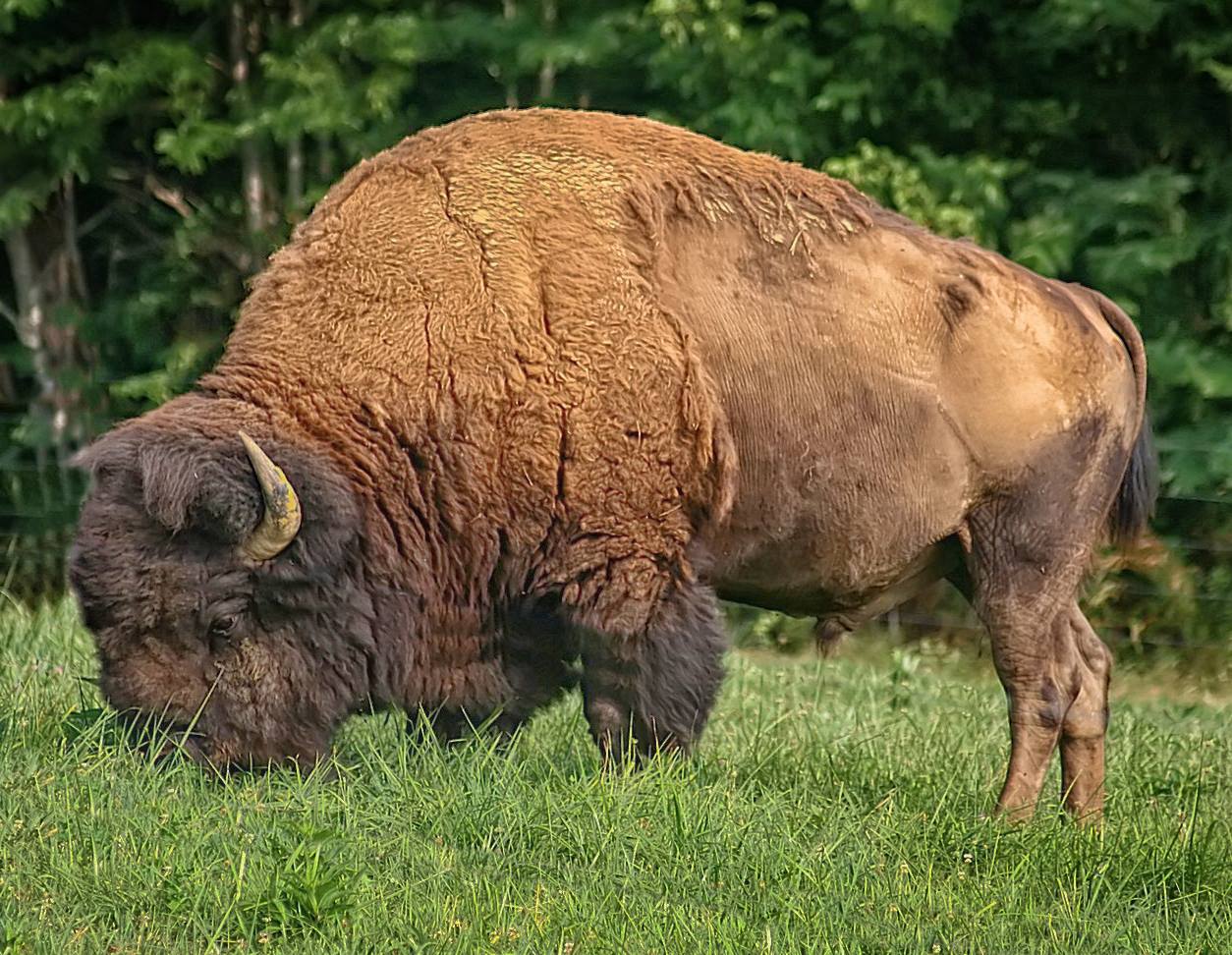 Friends of Wilderness Road State Park 8051 Wilderness Rd, Ewing, Virginia 24248