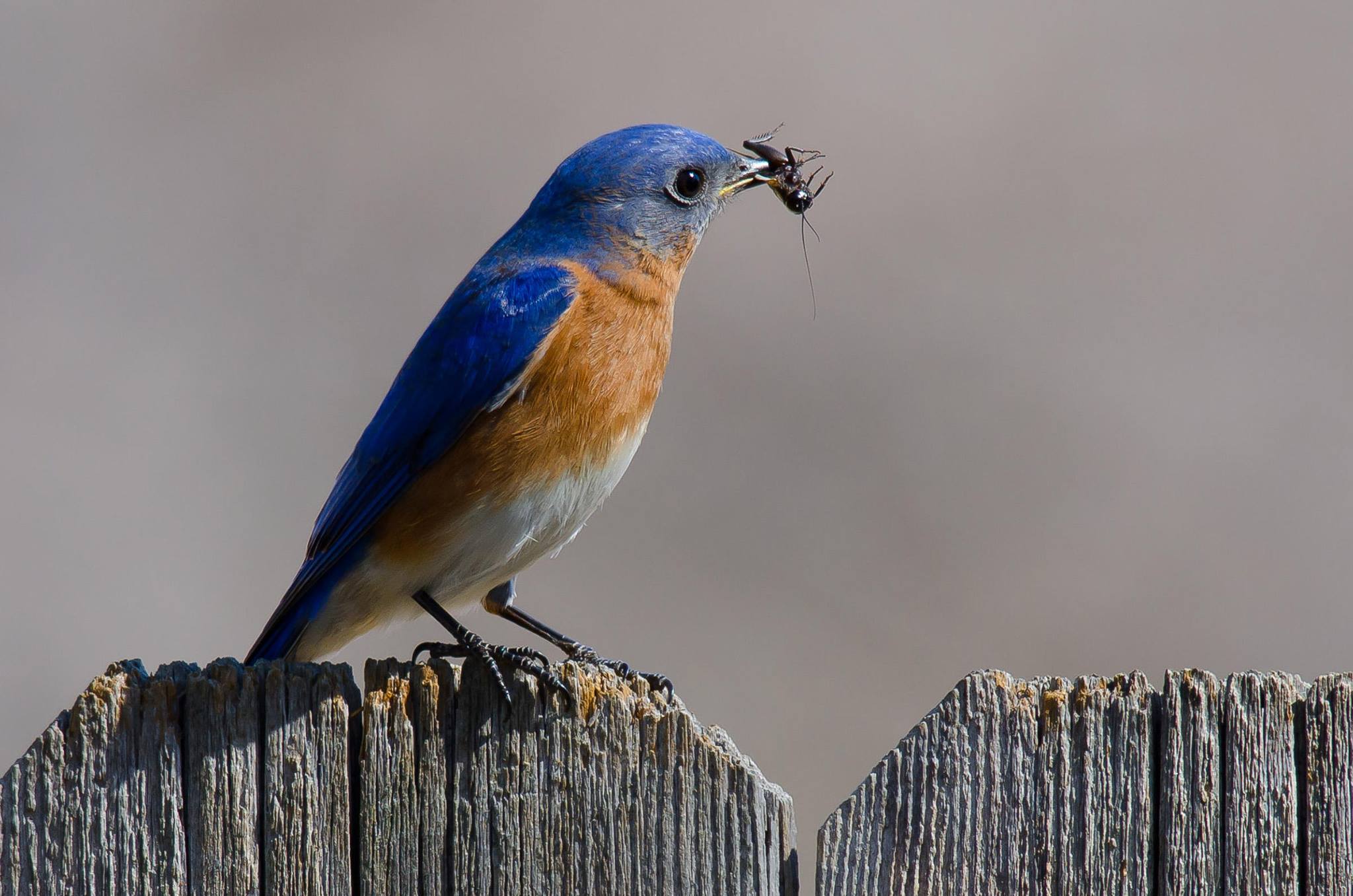 Cove Lake State Park 110 Cove Lake Ln, Caryville, Tennessee 37714 Meet at the Recreation Building Register here: https://tnstateparks.com/parks/event_details/cove-lake/#/?event=bluebird-house-feb15