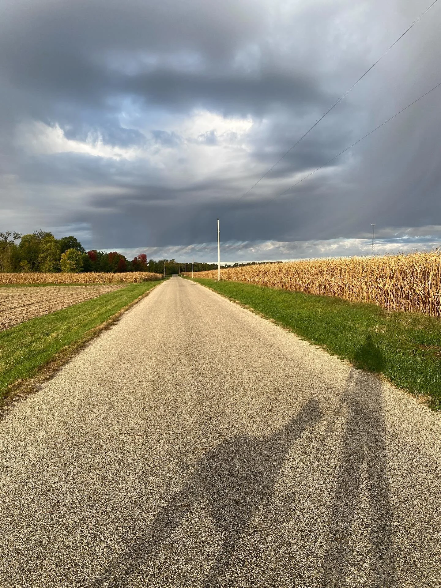We take these walks, and the deeper we get into Fall, the more shifty this corn gets. And I can hear em whispering to each other, &ldquo;They&rsquo;re coming for us.&rdquo;

#corn #fall #harvest #farm #midwest