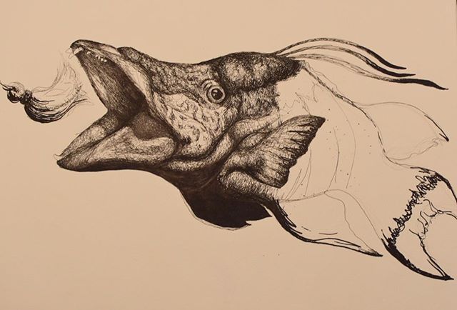 &quot;Bucktailed&quot; Hogfish Progress Pic 
#hogfish #inkandpen #drawing #illustration #art #artist #marineart #bucktailjig #fishing #saltwaterfishing #fishingart #fishart #progress
