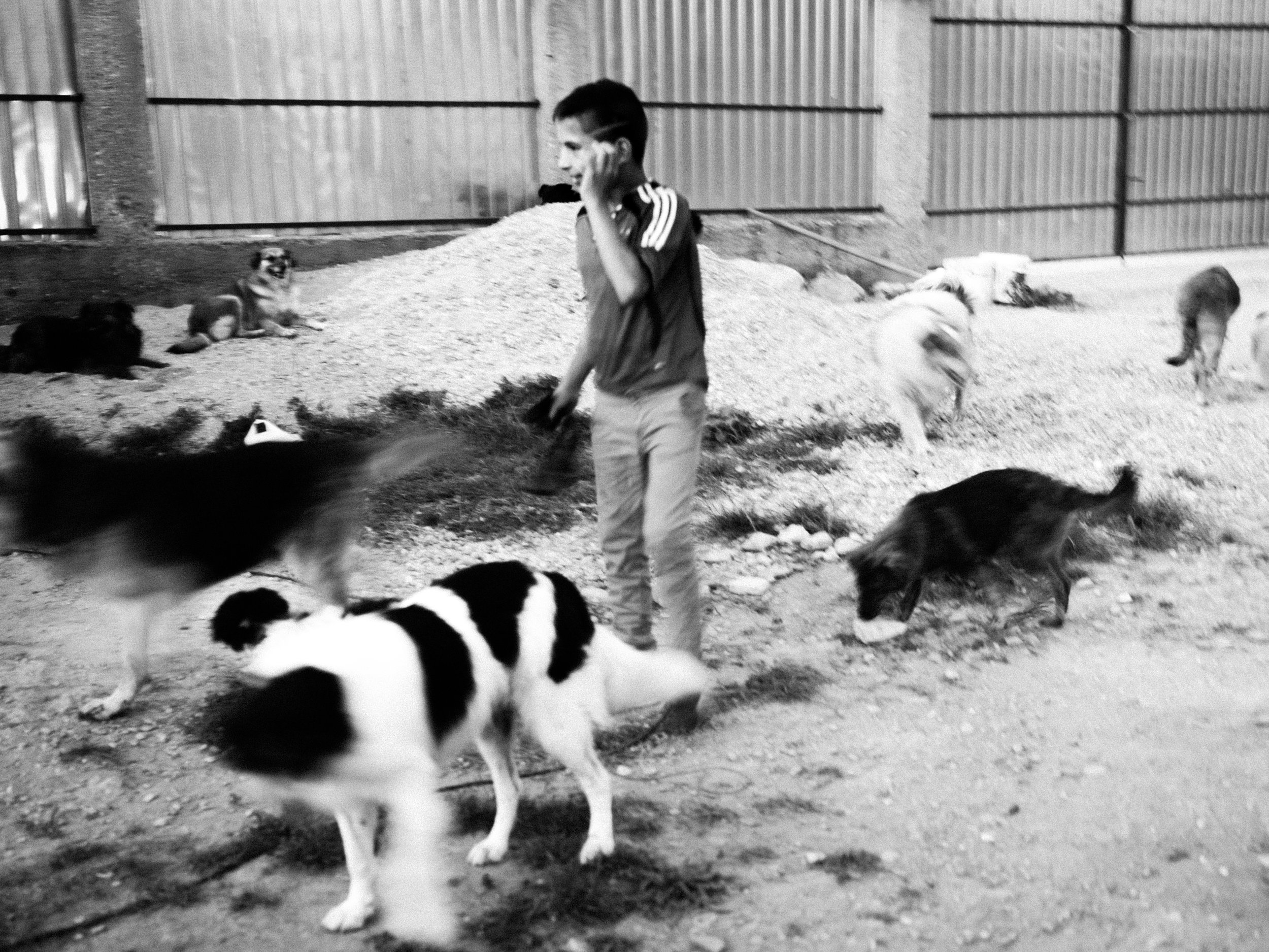 Dogs