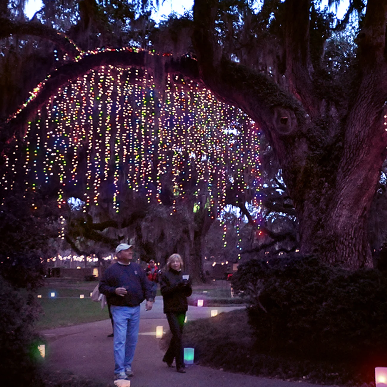 6. tree-cl-3.jpg