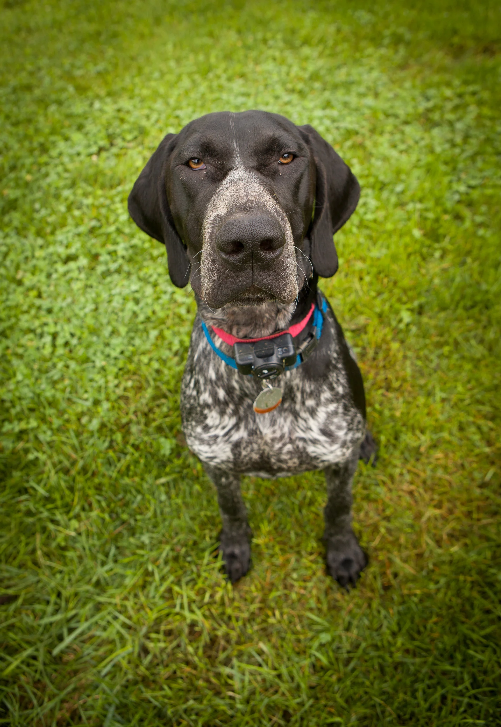 Pet Portrait