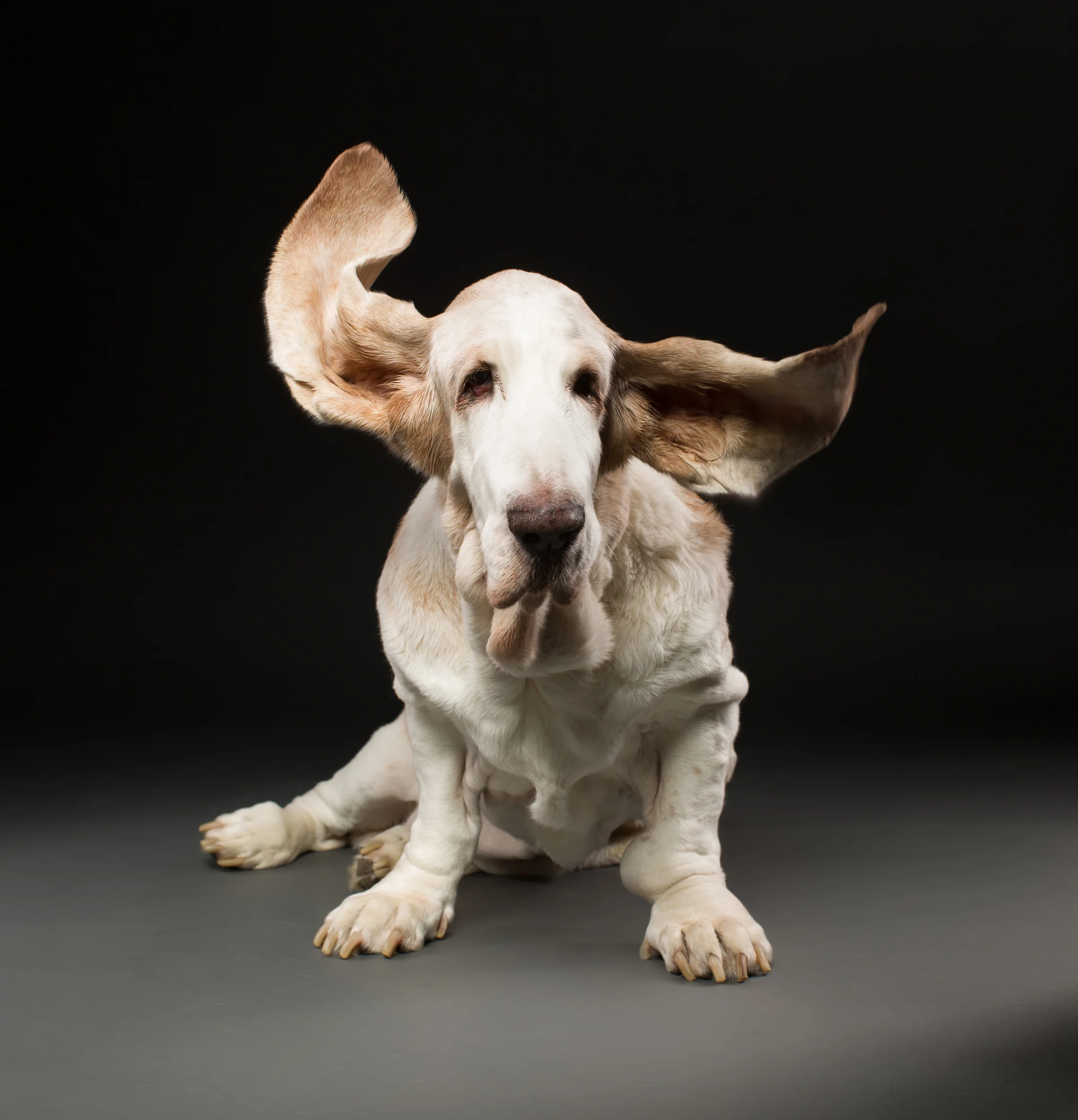 Pet Portrait