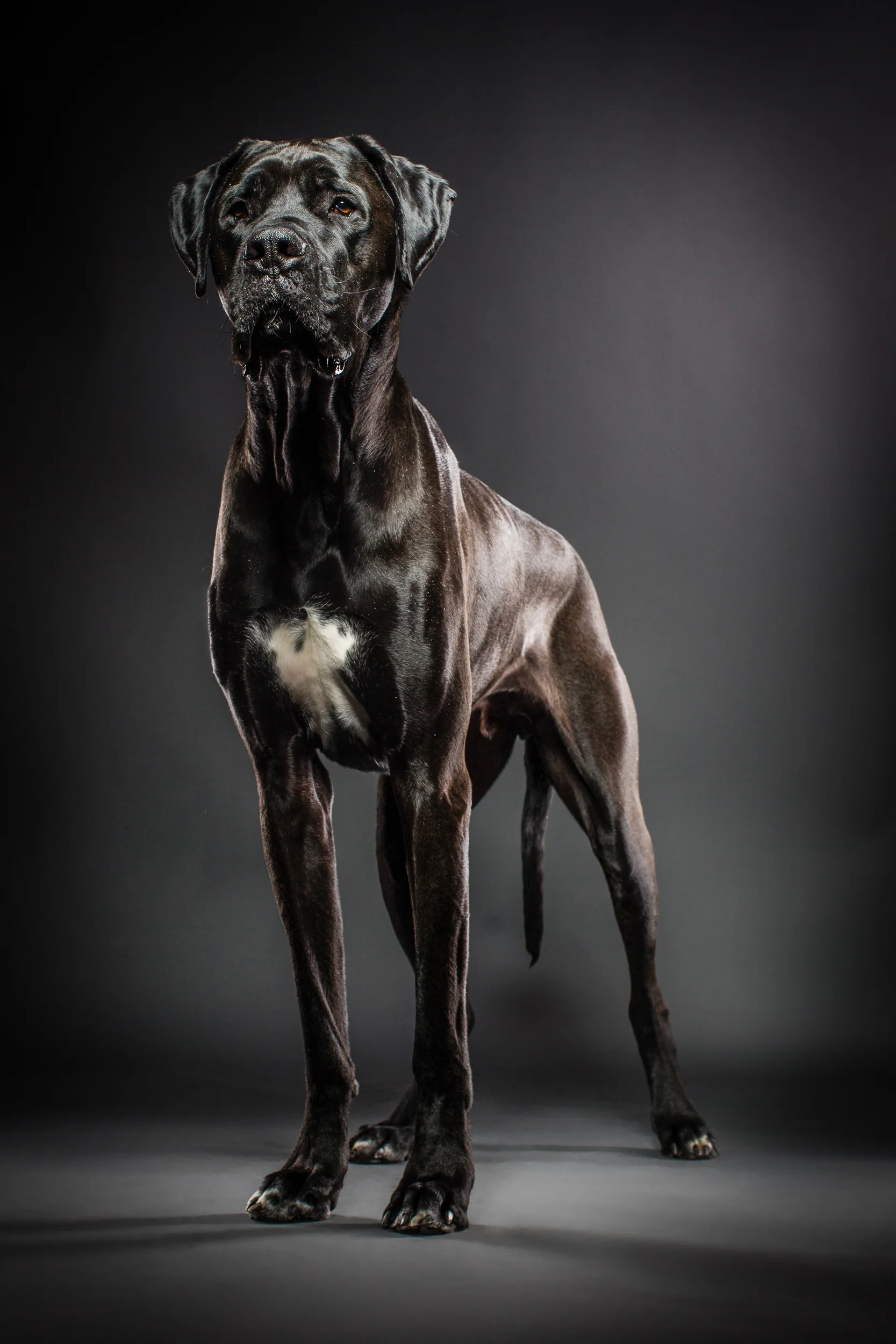 Pet Portrait