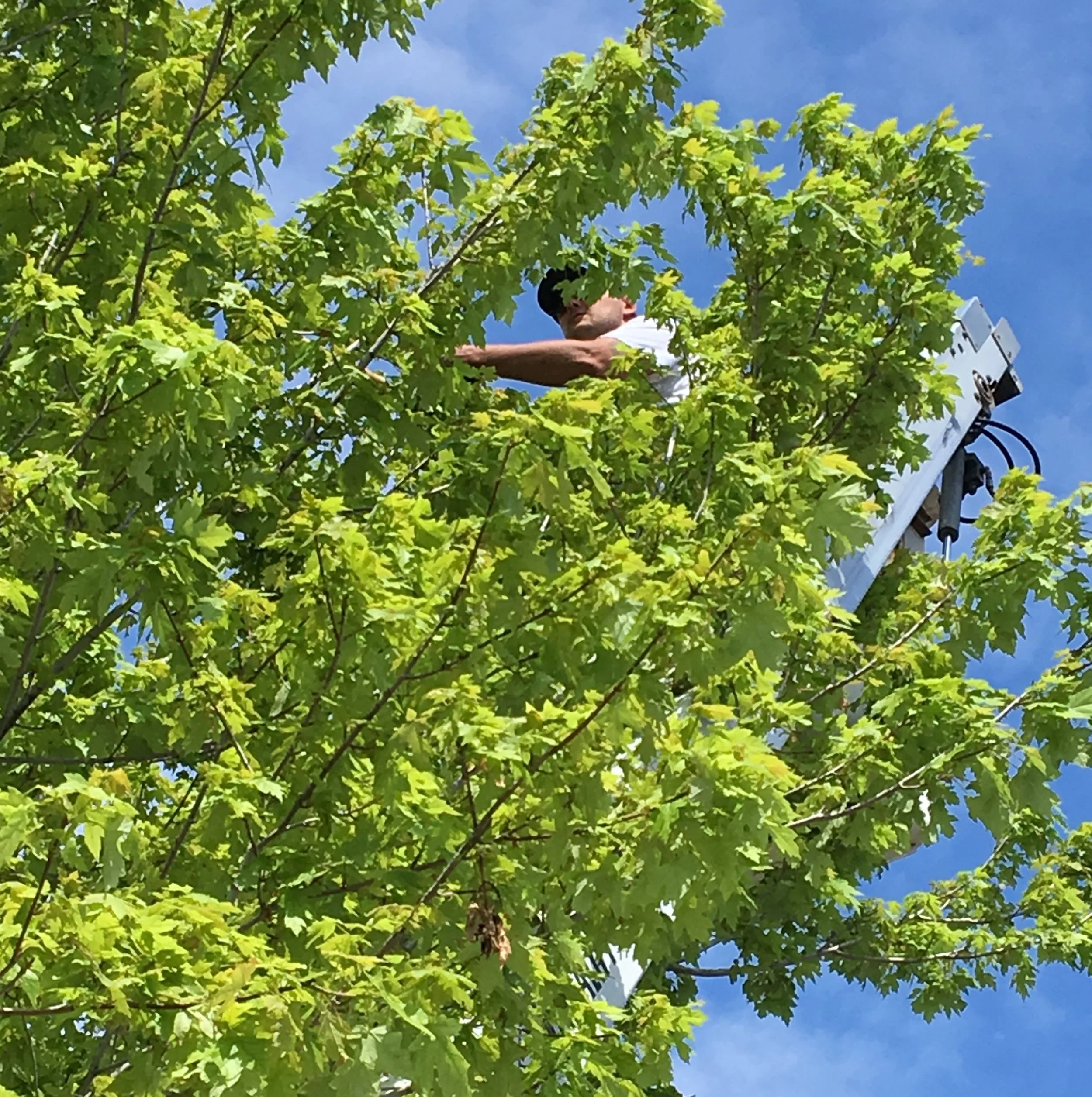 The Eruv is Up: Parashat Beha'alotcha (06/09/17)