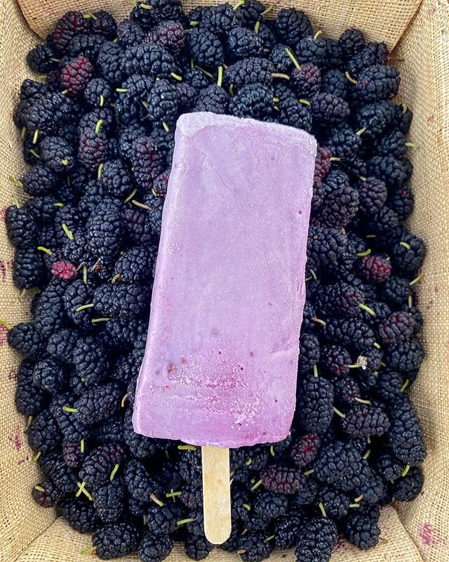 Batching up these Blueberry/Mulberry pops for tonight&rsquo;s screening of the Grace Lee Boggs movie &ldquo;American Revolutionary&rdquo; at @hardgallery , 10 pm. Available complimentary with ticket purchase. Shoutout! 👉 Mulberries harvested on the 