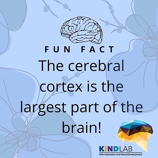 Fun Fact: The cerebral cortex is the largest part of the 🧠 with four lobes (frontal, parietal, temporal and occipital lobe)!