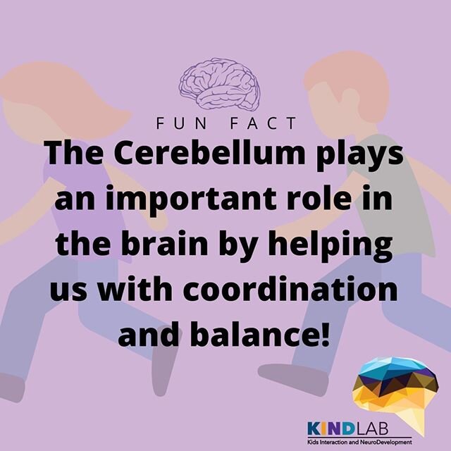 Fun fact! In the brain, the cerebellum plays an important role by helping us with coordination and balance. #funfacts #brainfacts #brain #cerebellum #coordination #balance #psychology #psych #ucr  #ucriverside #kindlab