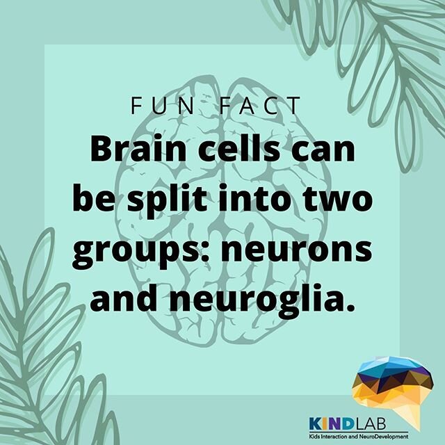 Brain cells can be split into two groups: neurons and neuroglia. Neurons are cells that process and transmit information in the brain while neuroglia are cells that support and help nerve cells! #brain #brainfacts #braincell #neurons #neuroscience #n