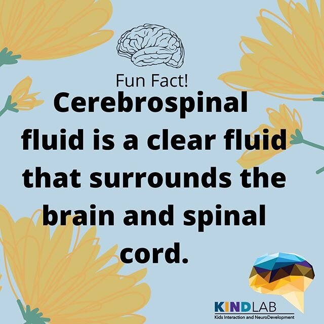 The cerebrospinal fluid is a clear fluid that can be found in the brain and spinal cord that helps cushion the brain, absorb shock, distribute nutrients and remove waste. #neuro #neuroscience #funfact #science #biology #psych #psychology #ucr #kindla