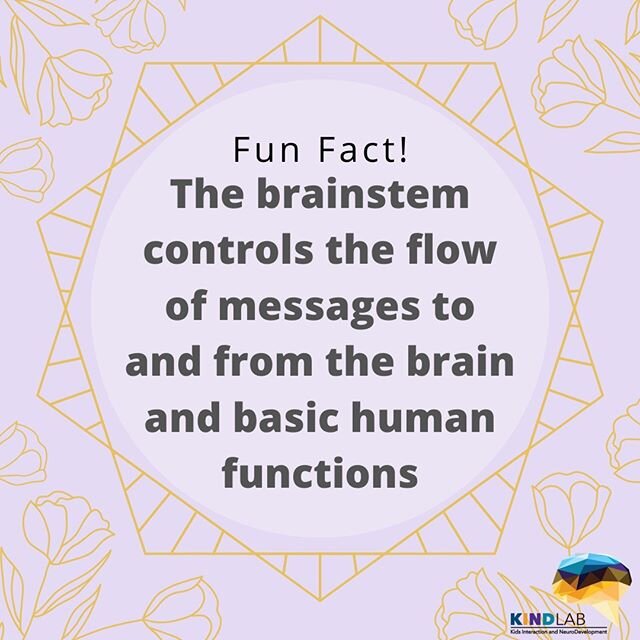 The brainstem plays a critical role in delivering messages to and from the brain and maintaining basic body functions such as breathing, swallowing and blood pressure! #funfact #brain #neuro #science #biology #neuroscience #psychology #brainsten #bod