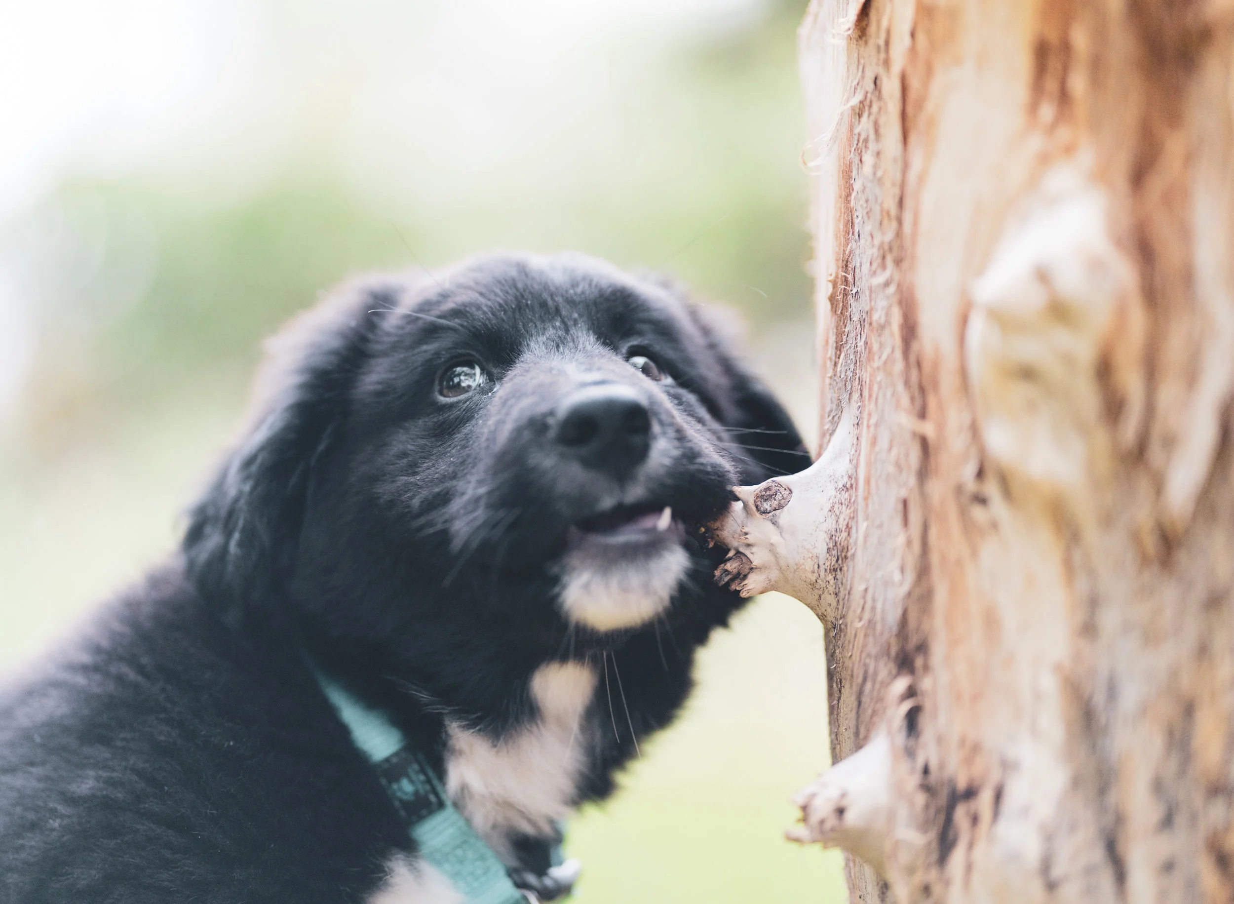 Teton Biting Stump.jpg