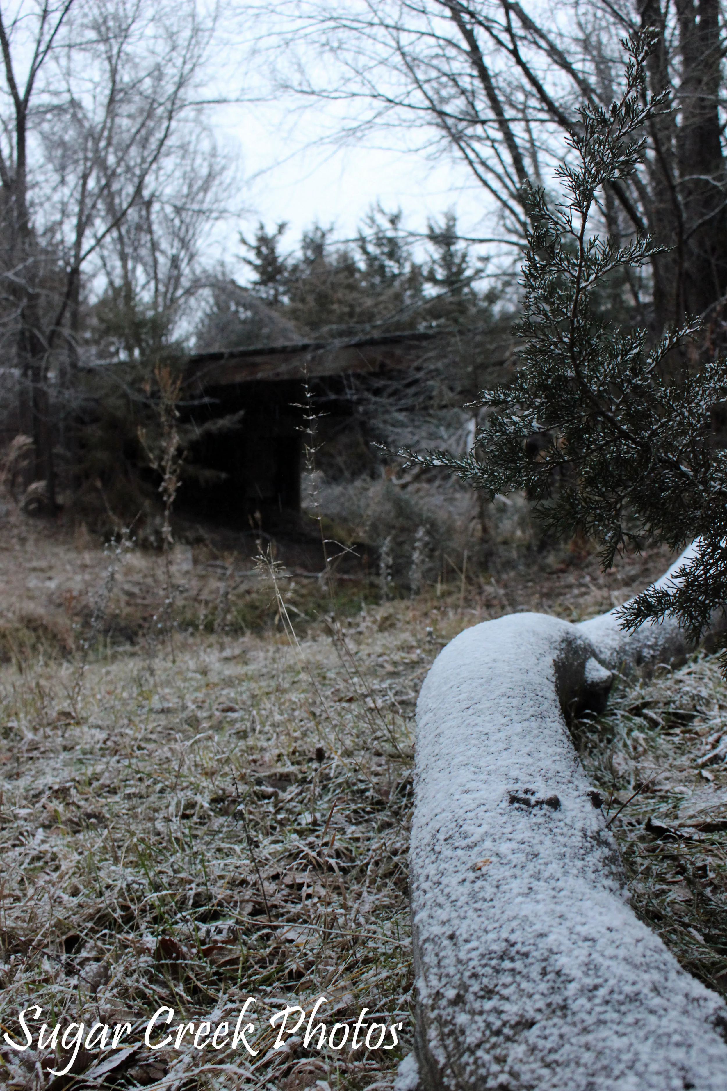 SCP IMG_4194.jpg