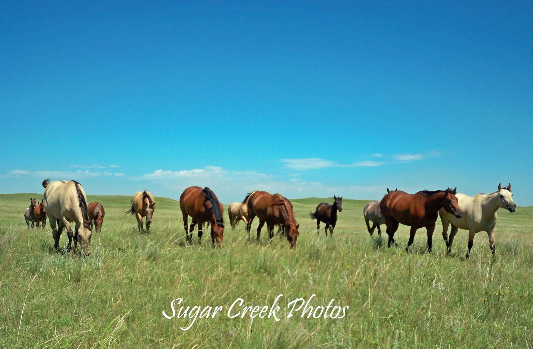 Fillies and Fair Skies