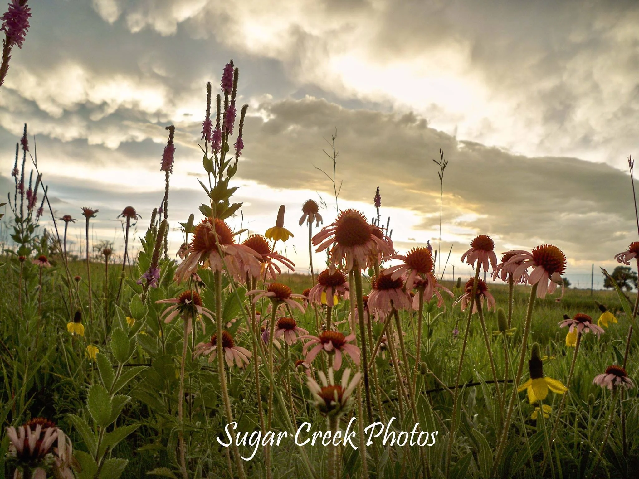 Wild Flowers Above Kerr Canyon