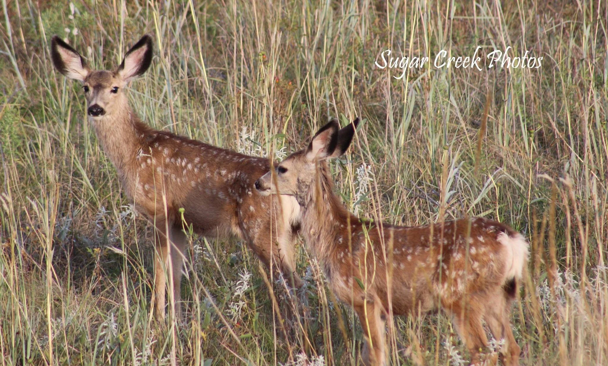 Twin Fawns