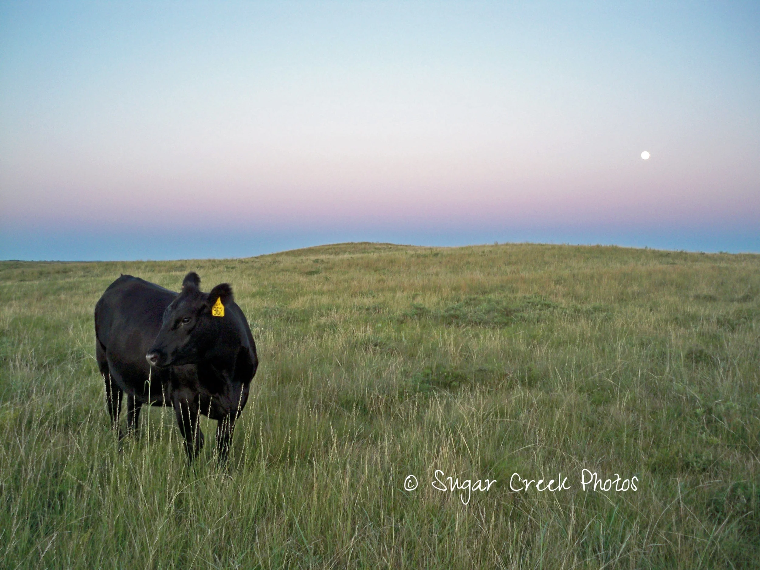 Lonely Cow