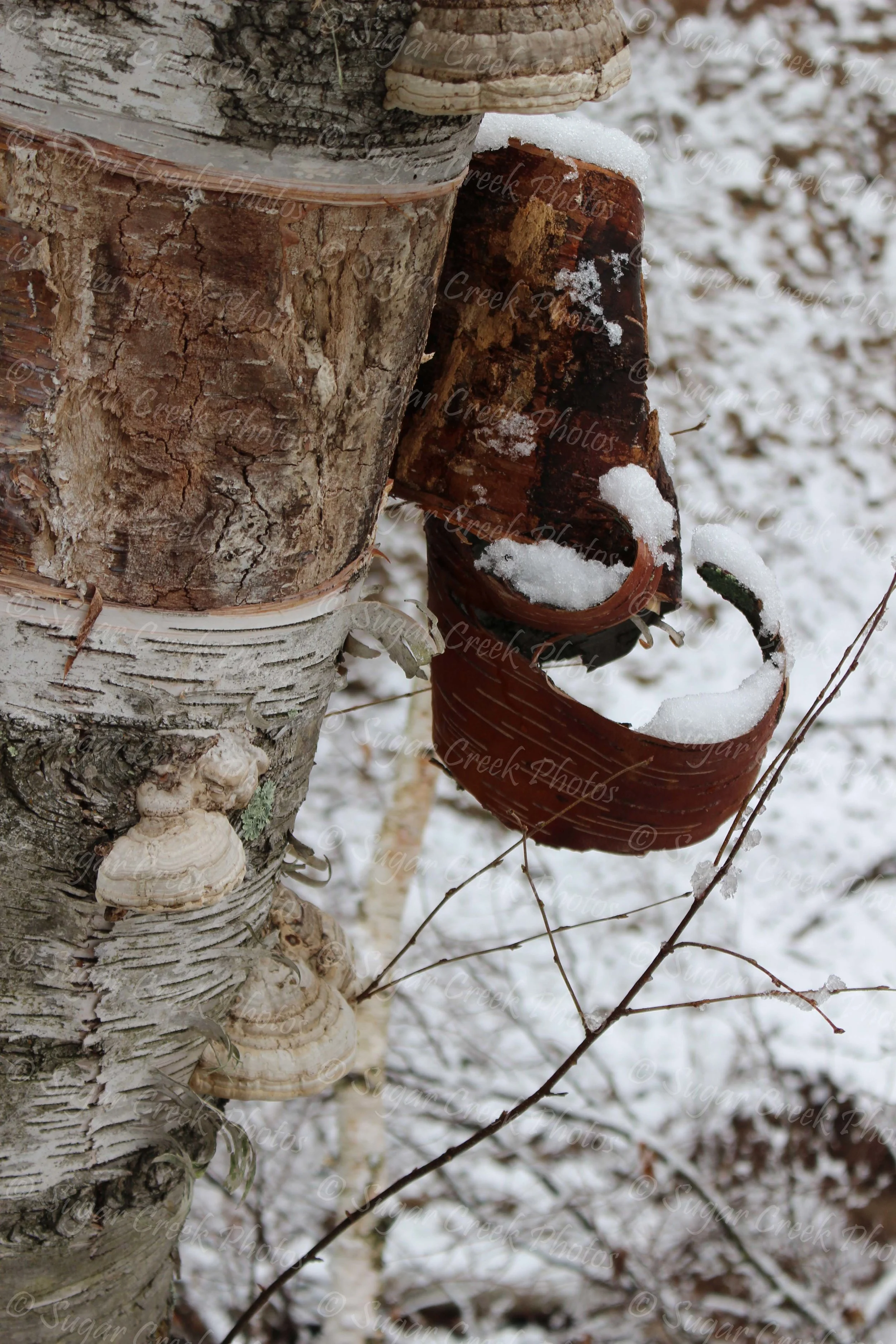 SCP IMG_7654.jpg