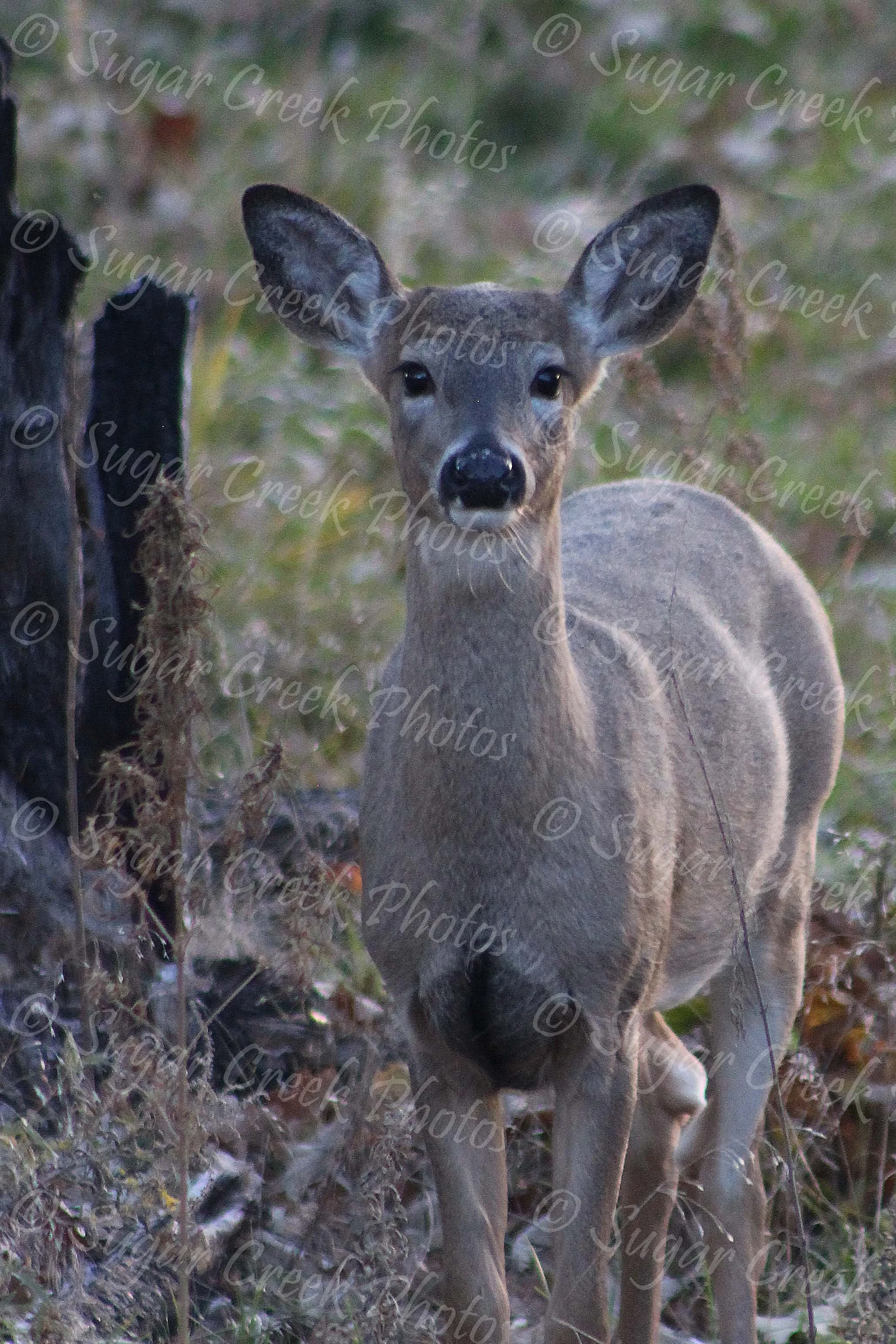 SCP IMG_4603.jpg