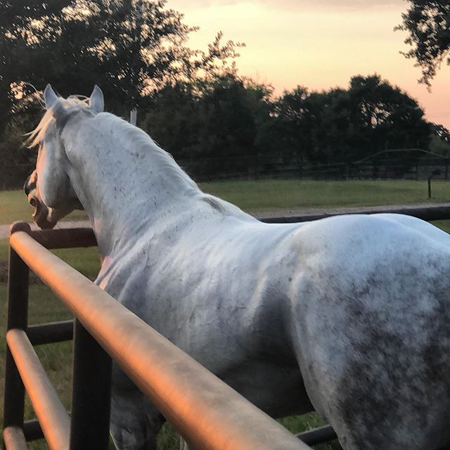 Is it the weekend yet?? Do you have your 2020 Epic contract?? Call Kelli at Brazos Valley Stallion Station today!! #RubyBuckle #FutureFortunes #TripleCrown #SelectStallionStakes #Speedhorse #PESI #WPRA #AQHA