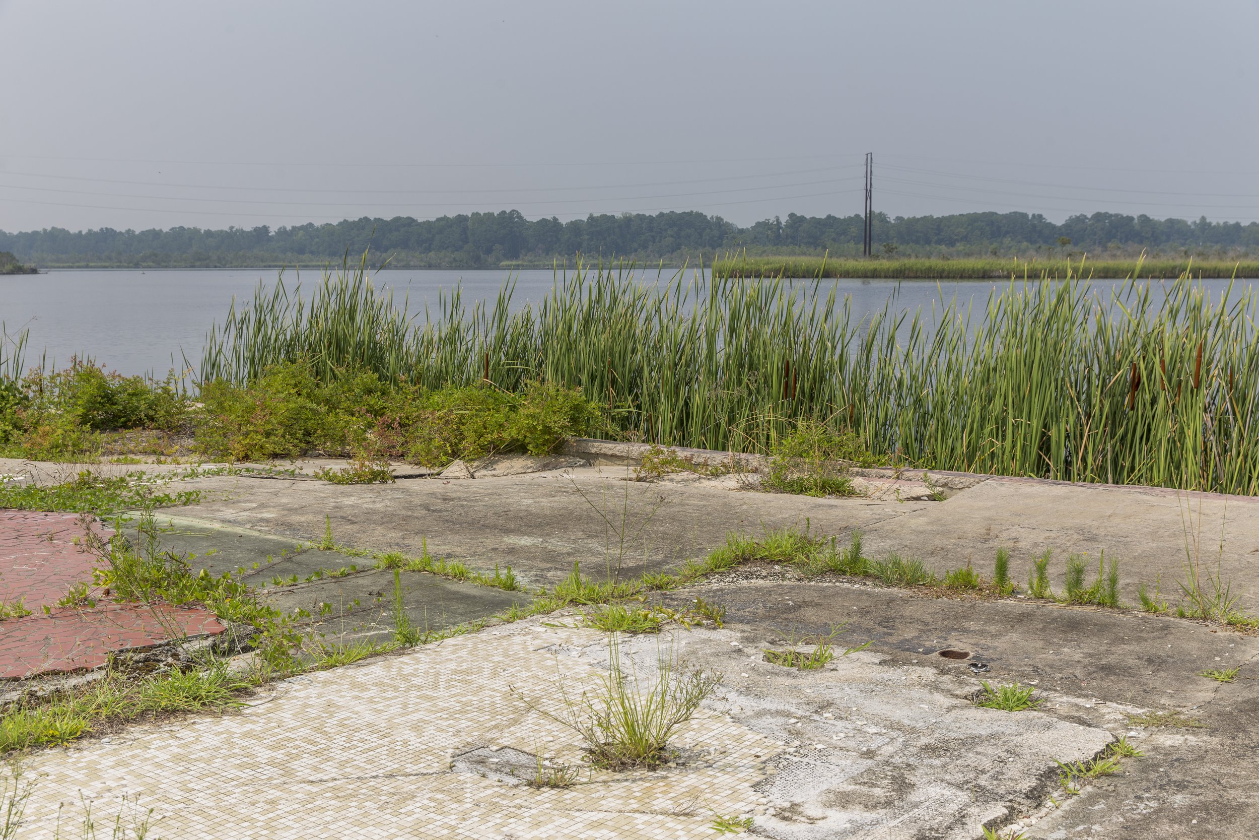  Weeds and grasses crop up against the New River in Jacksonville, NC on Tuesday, July 18, 2023. (Rachel Jessen for NBC News) 
