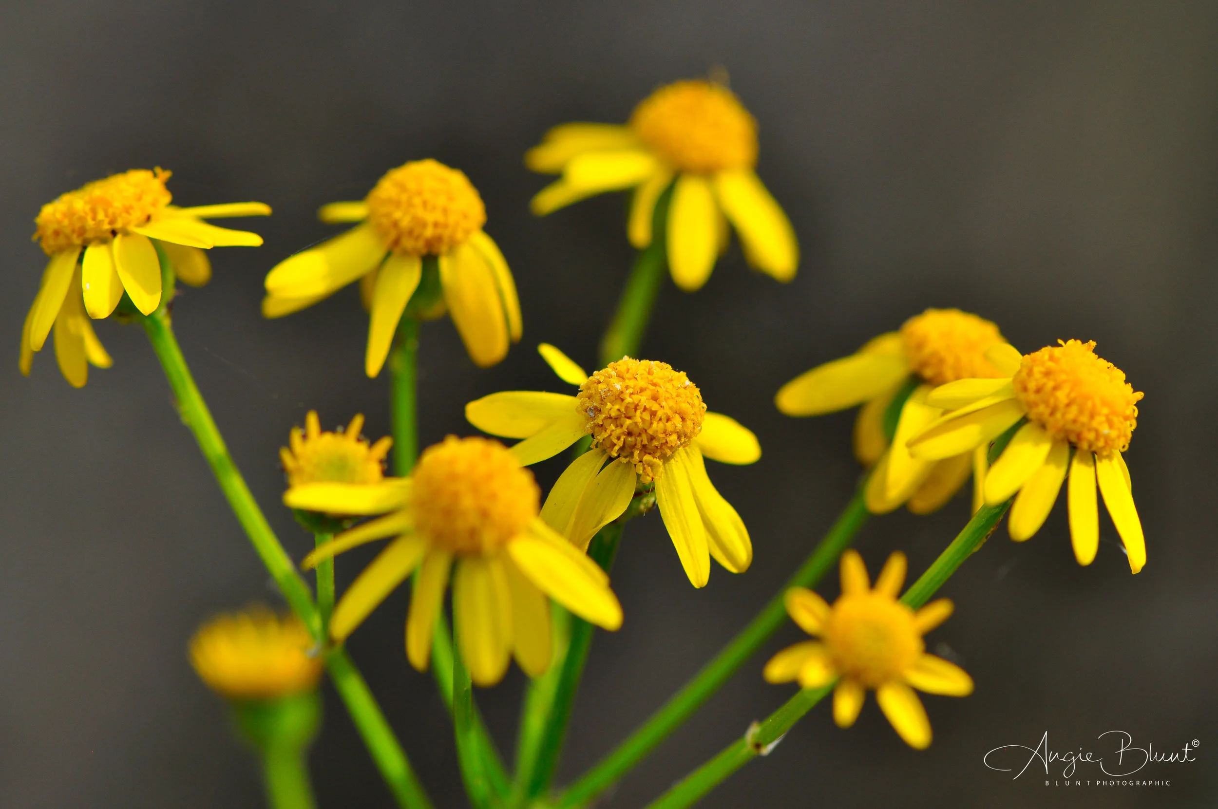 Furnace Run Butterweed, Cuyahoga Valley National Park, Ohio (2016) - Angie Blunt