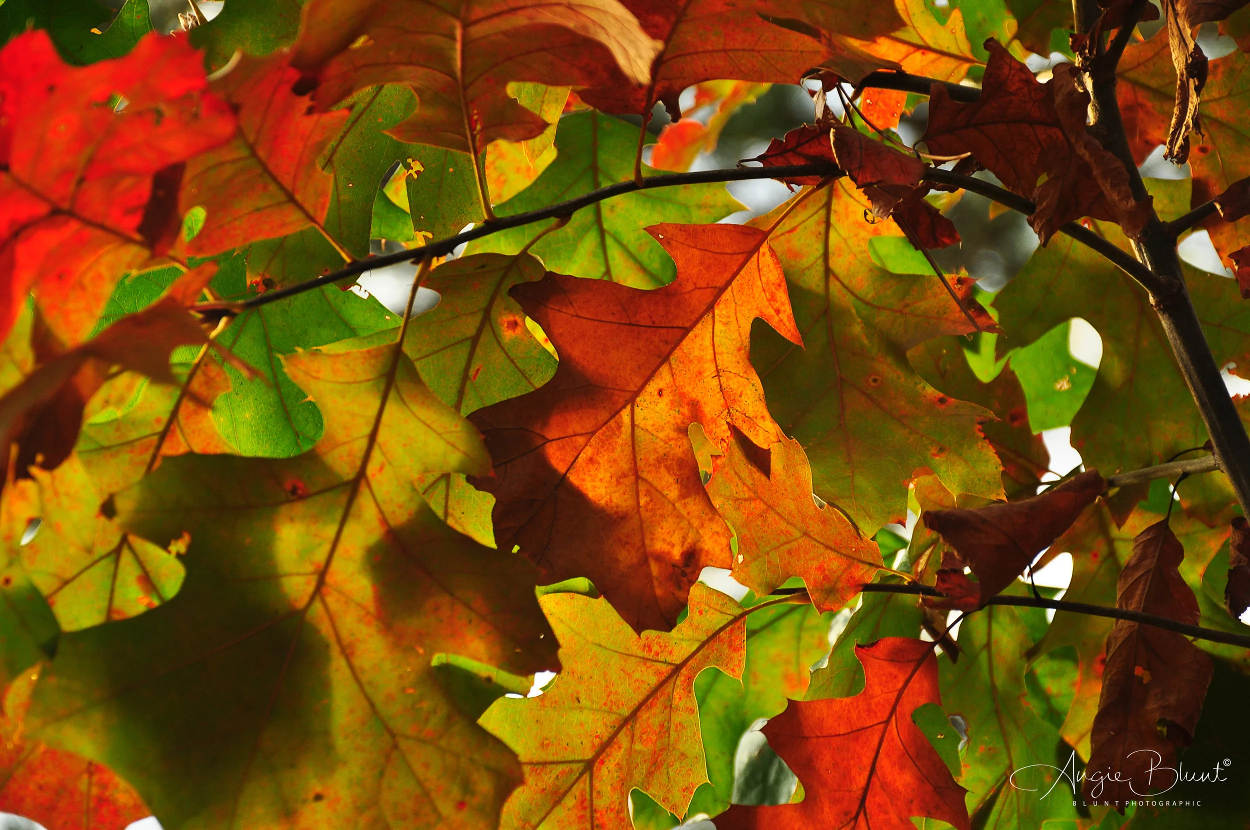October Oak Leaves at Nimisila, Green, Ohio (2011) - Doug Blunt