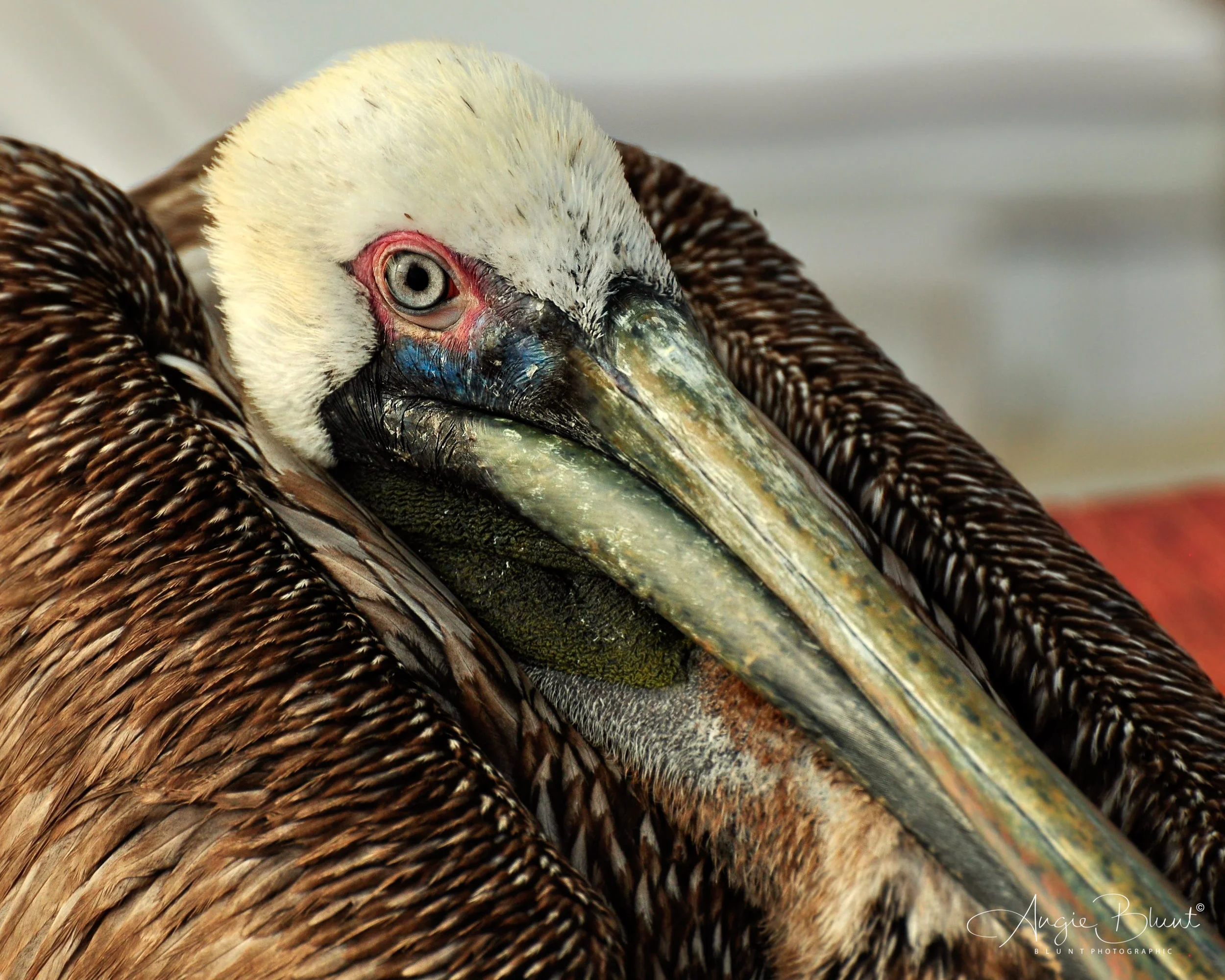 Pelican Eye, Marco Island, Florida (2011) - Angie Blunt