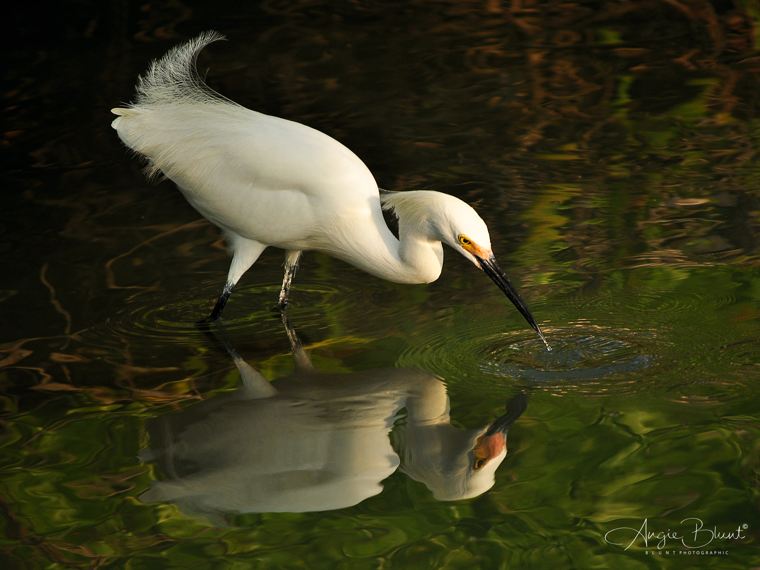 Snowy Egret Fishing, Marco Island, Florida (2011) - Angie Blunt