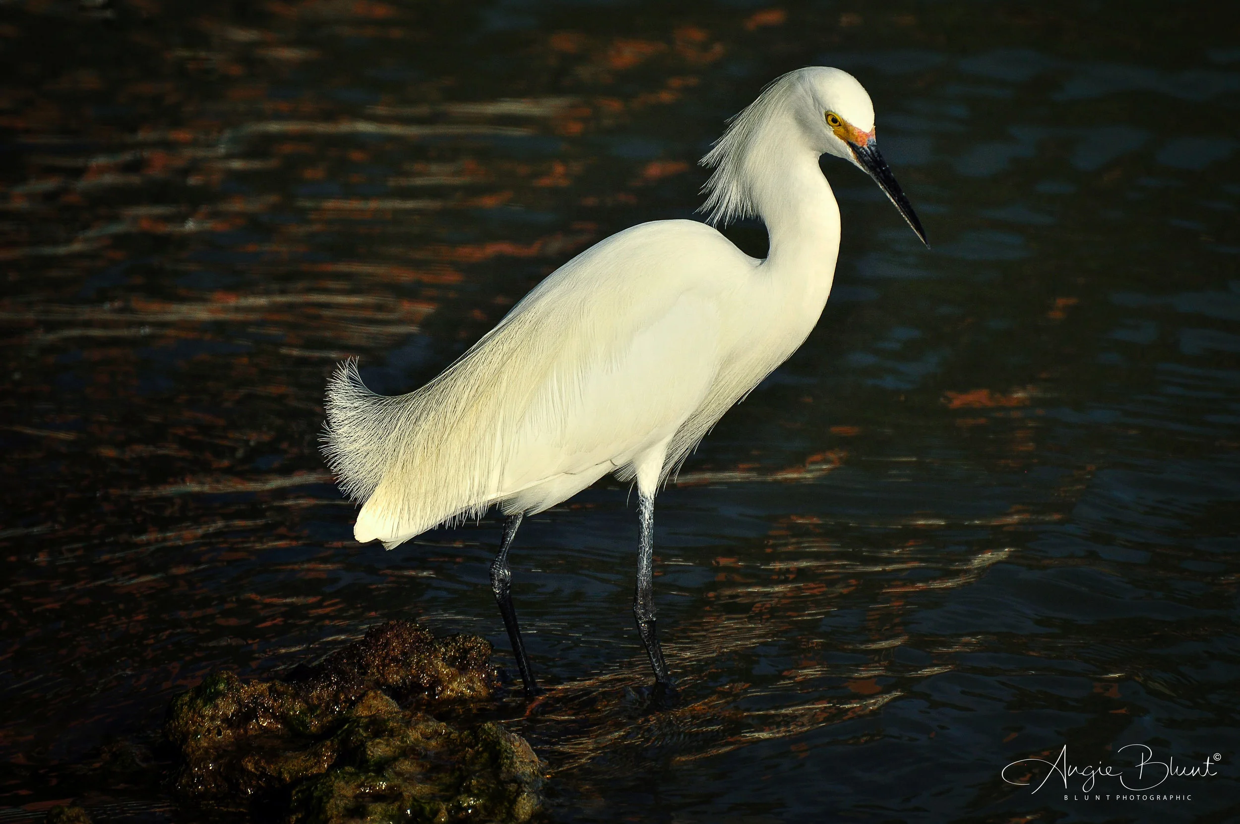 Snowy Egret Standing Tall, Marco Island, Florida (2011) - Angie Blunt