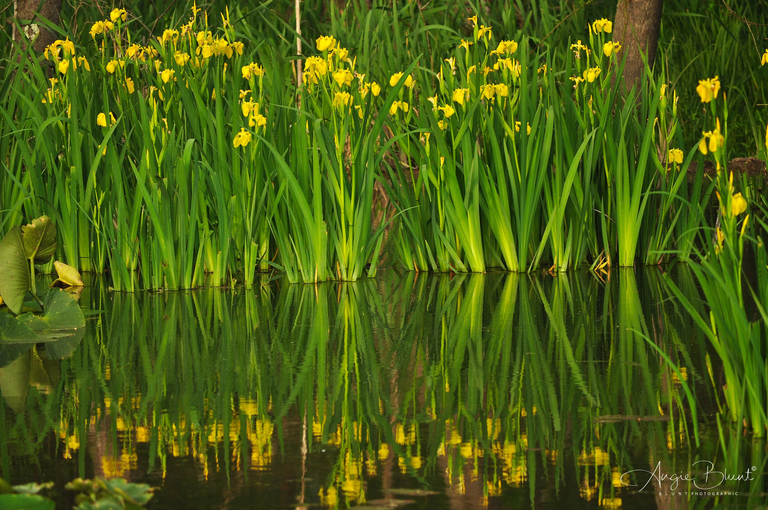 Wild Yellow Irises At Beaver Marsh, Cuyahoga Valley National Park, Ohio (2014) - Angie Blunt