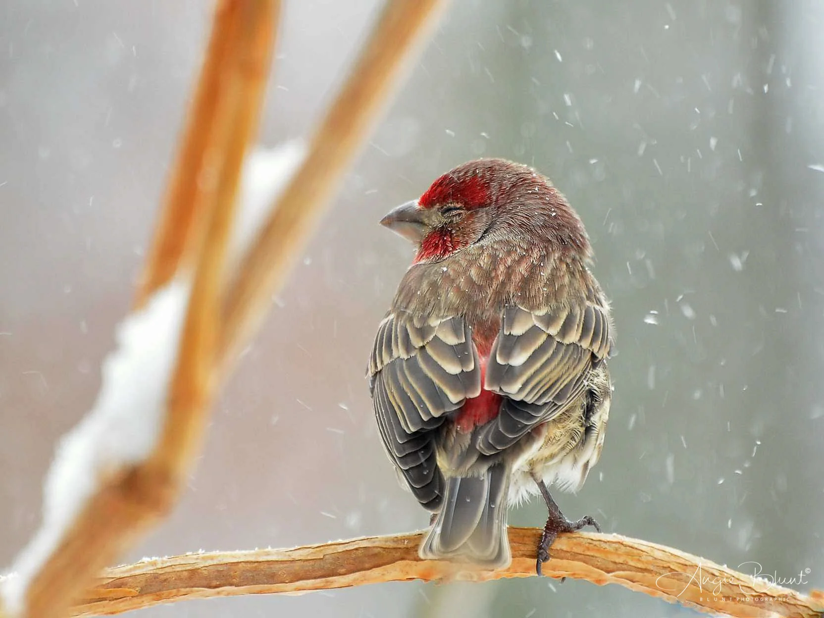 House Finch, Green, Ohio (2011) - Angie Blunt
