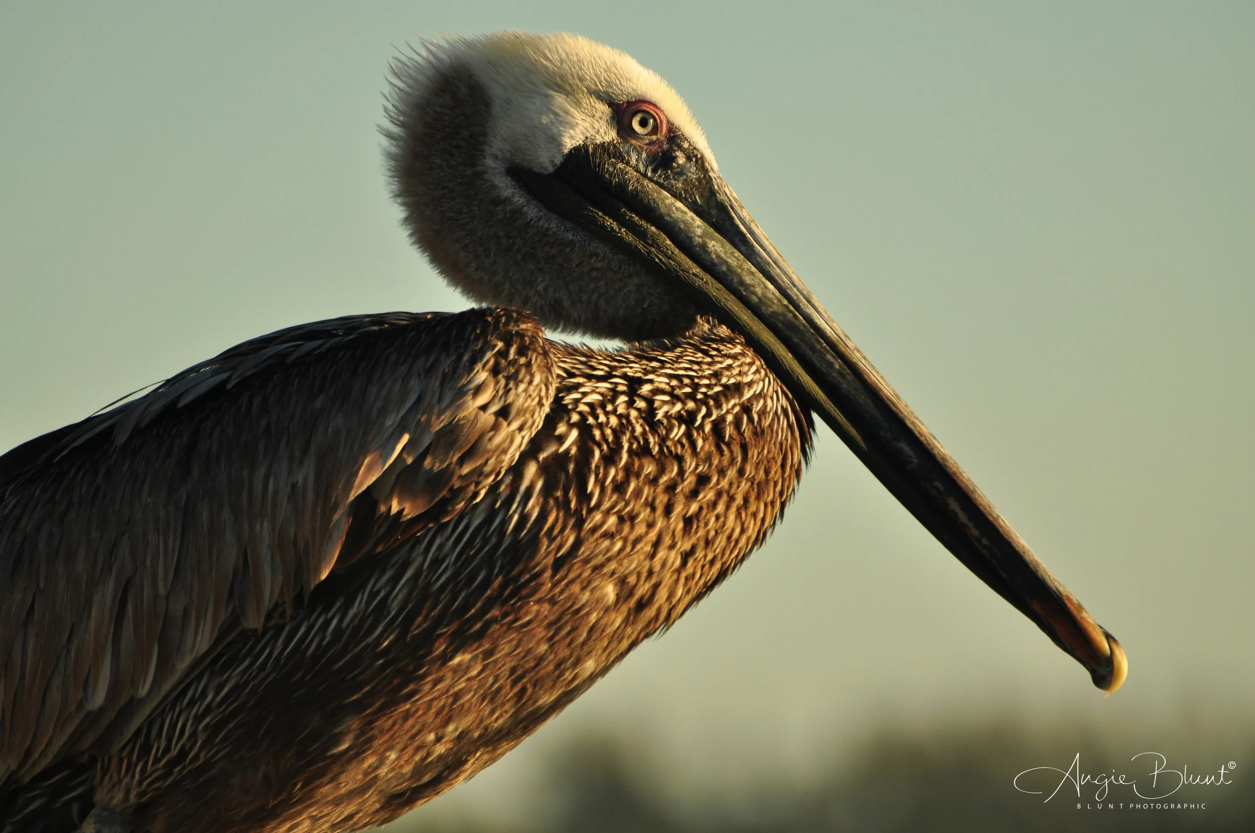 Pelican, Marco Island, Florida (2011) - Angie Blunt