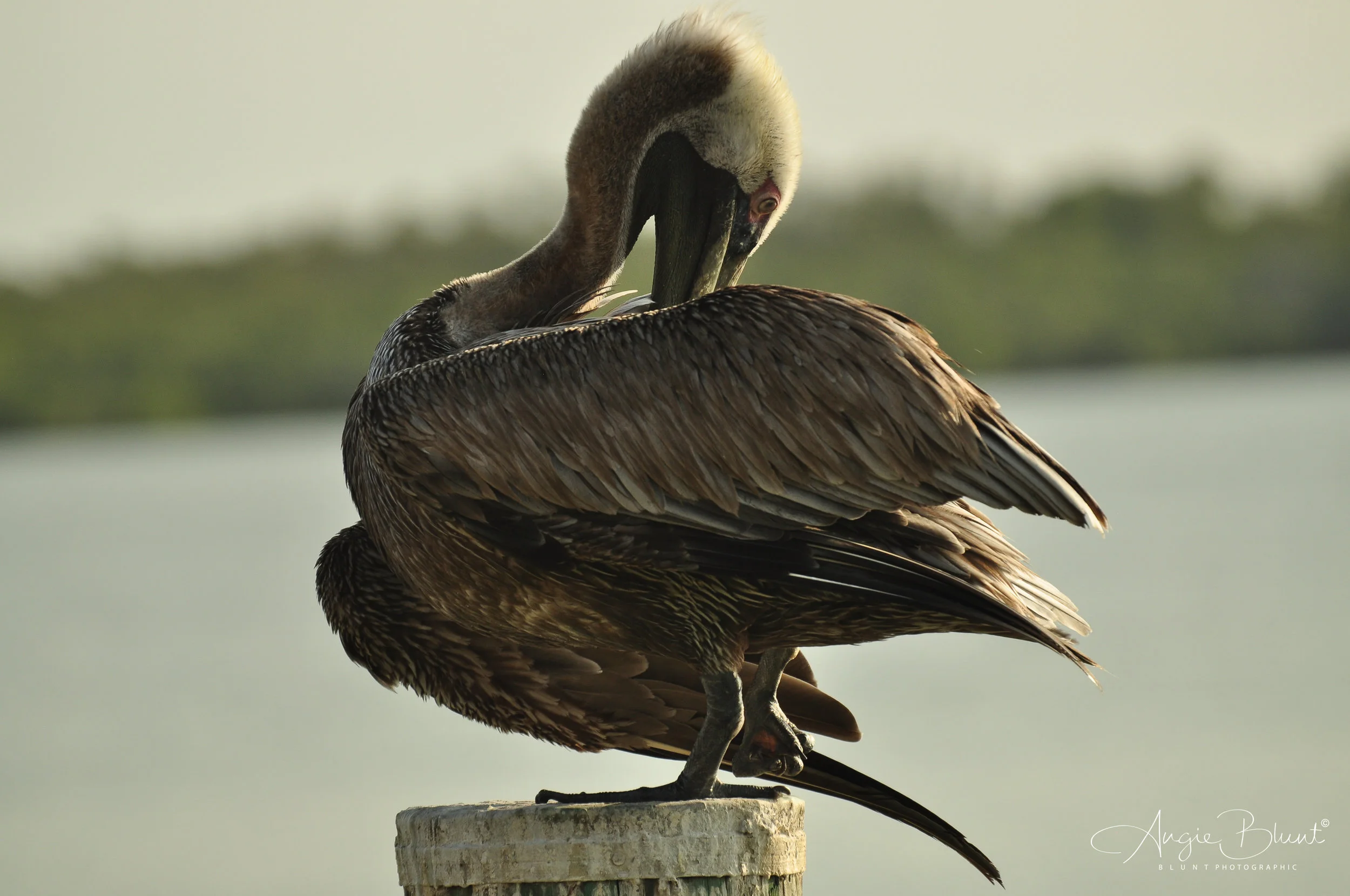 Pelican 2, Marco Island, Florida (2011) - Angie Blunt